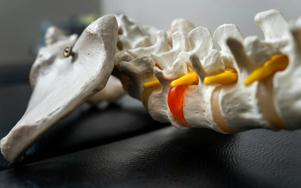 Spine model with a highlighted spinal disc